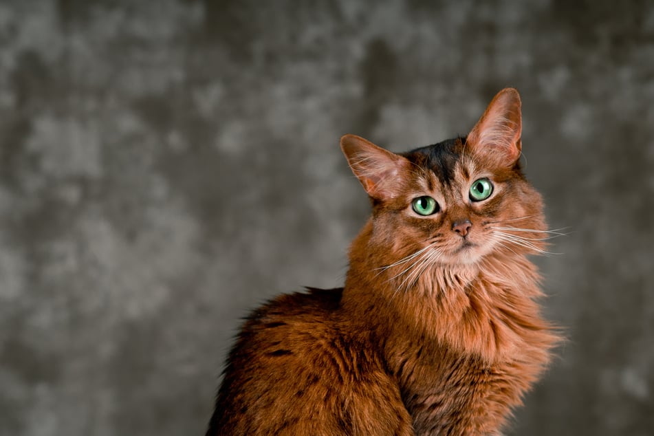 Die Somali-Katze zeichnet sich durch ihr lebhaftes Wesen und das plüschige Fell aus.