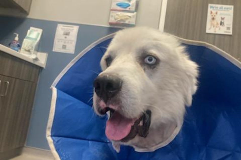 Nach seiner Rückkehr musste Casper in einer Tierklinik mehrmals operiert werden.