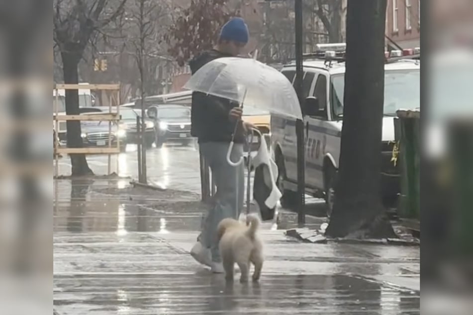 Puppy Millie Ray didn't want to get wet, so her owner put up an umbrella.