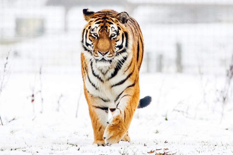 Tiger und Schneeleopard begrüßen die Gäste am Sonntag zum sibirischen Lagerfeuer im Magdeburg Zoo. (Symbolbild)