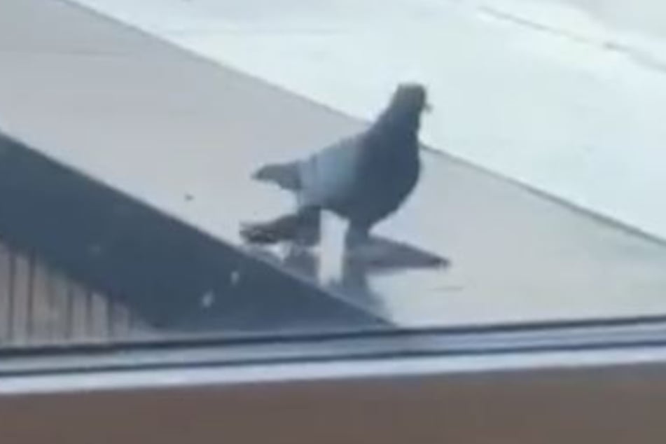 Diese Taube sieht so aus als hätte sie Entenfüße.