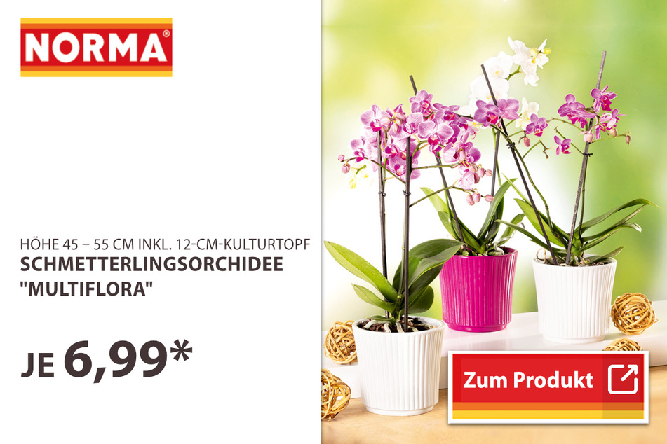 Schmetterlingsorchideen
