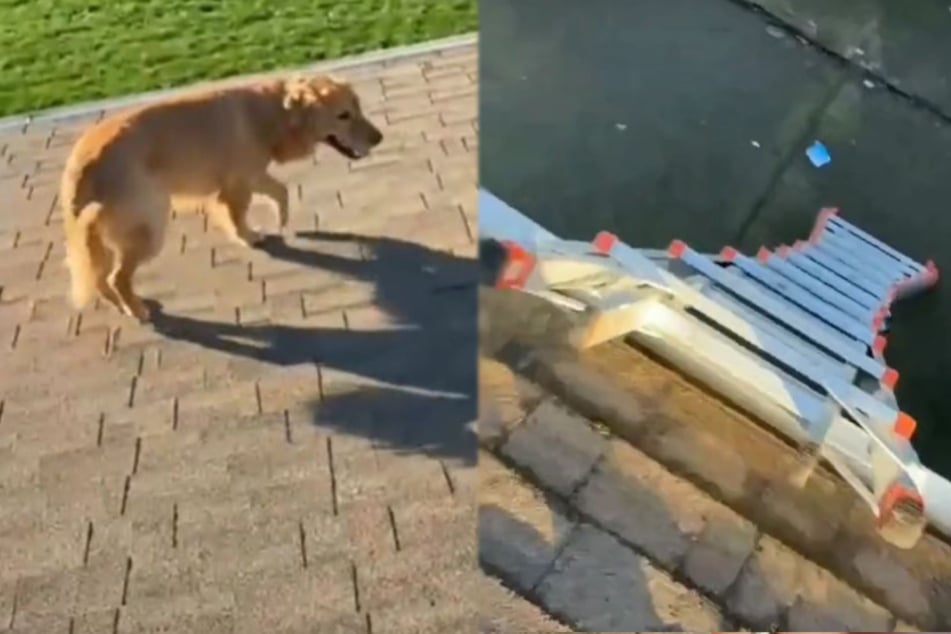 Hund raubt Millionen den Atem: So irrwitzig kommt er auf das Dach!