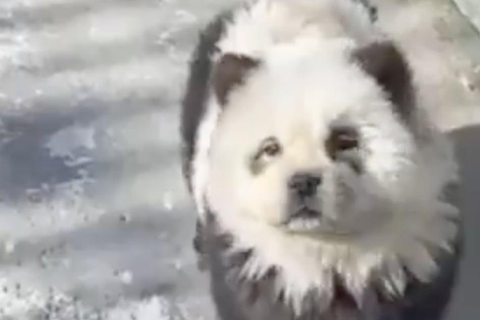 In September last year, the two dogs slipped into a different role for the first time. Back then, they were dressed up as pandas.