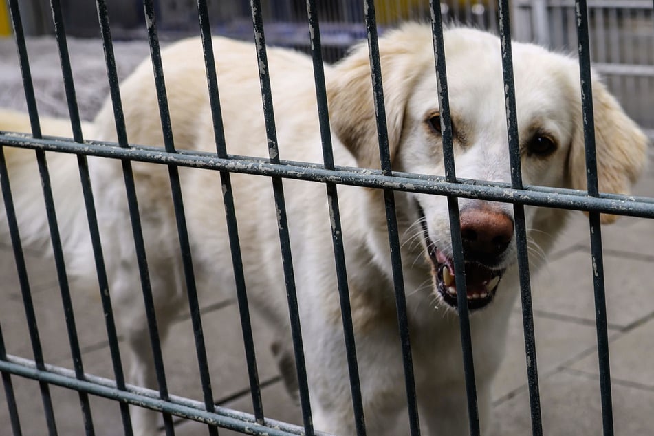 Hunde herzlos im Tierheim abgegeben: "Es ist eigentlich jede Schicht dabei!"