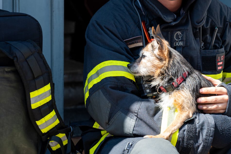 Feuer in Mehrfamilienhaus: Hund und Frau aus Wohnung gerettet