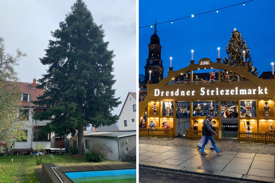 Dieses Jahr repräsentiert Maritta Junghanns' (81) "Veitchs-Tanne" den Dresdener Striezelmarkt.