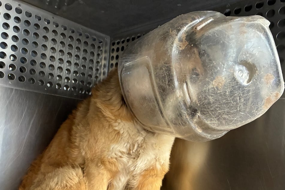 Den Kopf hatte er locker hineinbekommen, aber heraus nicht mehr. Der Hund saß mit seinem Plastikbehälter auf dem Kopf in der Patsche.