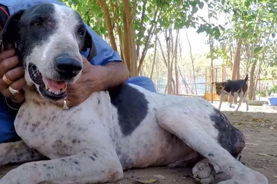 Was für eine tolle Verwandlung! So sieht dieser arme Hund heute aus TAG24