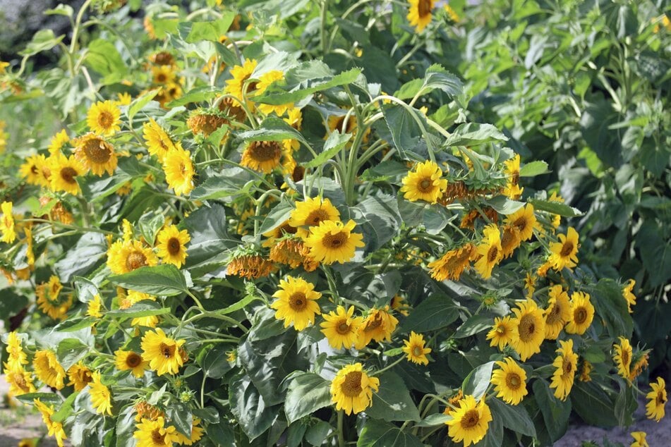 Verwelkte Blüten an Staudensonnenblumen sollte man regelmäßig entfernen.