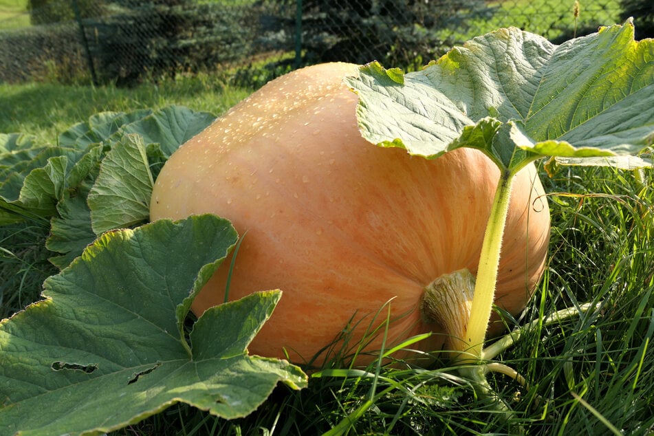 Du hättest gern große Kürbisse zu Halloween? So kannst Du im Garten Riesenkürbisse züchten.