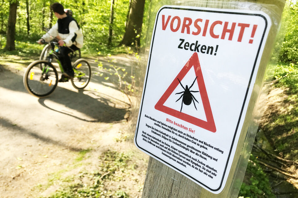 Sachsen gehört zu den Zecken-Risikogebieten in Deutschland.