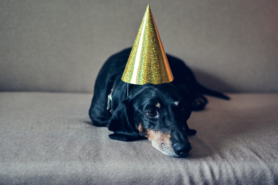 Auch wenn Dein Hund zu Silvester nicht in Partystimmung ist - lass ihn nicht allein!