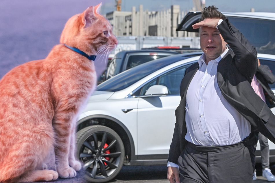 Britney Spears' Schwester beschuldigt Elon Musk, Tesla sei Schuld am Tod ihrer Katzen