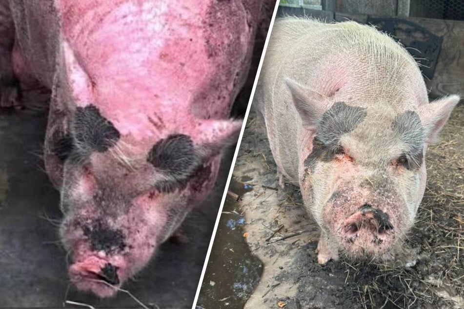 Die Haut löste sich bereits: Schwein erleidet extremen Sonnenbrand, Besitzerin angeklagt