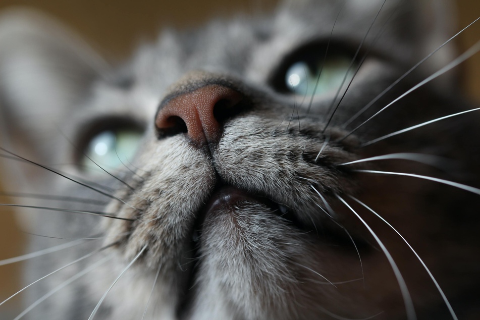 A cat's nose is particularly sensitive to intense odors.