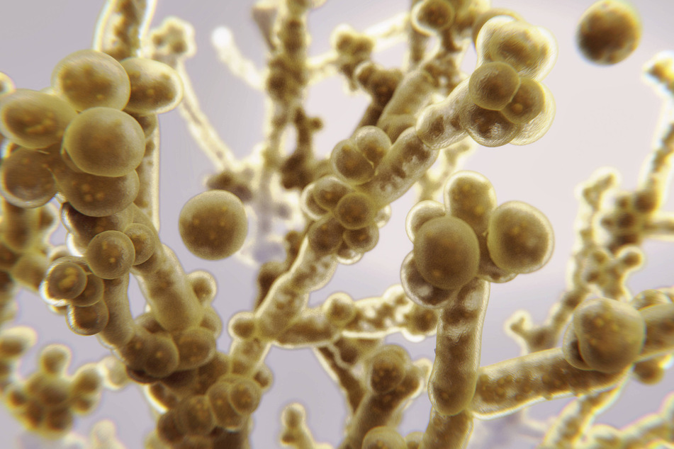 The CDC is increasingly worried about Candida auris, a potentially deadly type of fungus spreading throughout healthcare facilities in the US.