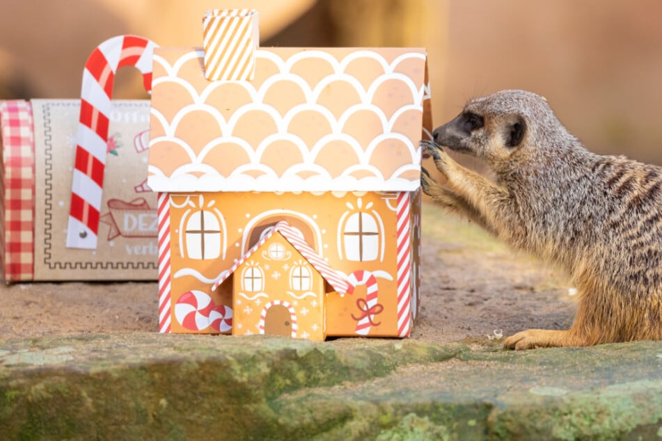 Süß! So feiern die Tiere im Zoo Hannover Weihnachten