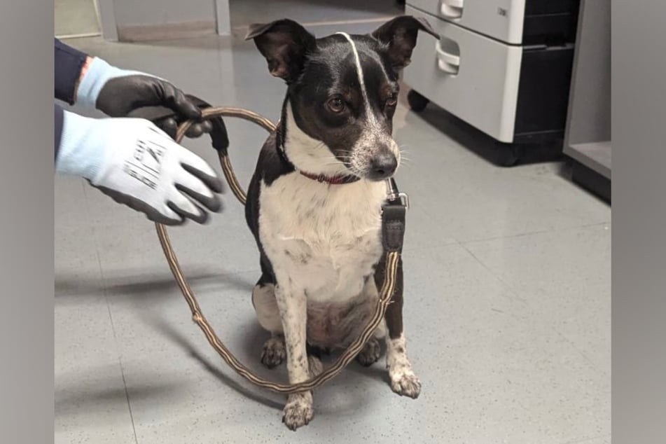 Völlig verängstigt: Die Beamten brachten den Hund in ein Tierheim, wo sich nun um ihn gekümmert wird.