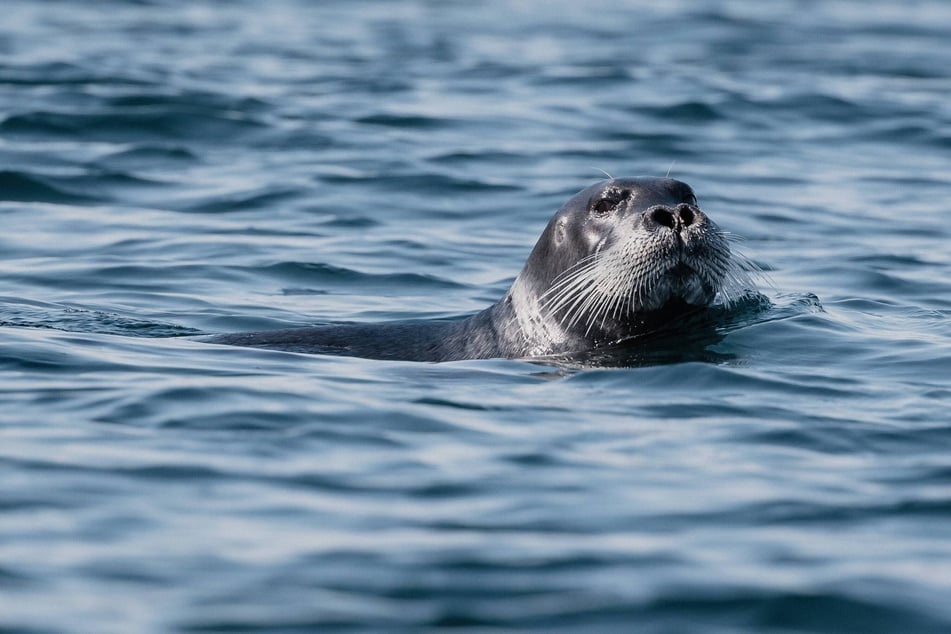 Bearded seals are now classified as near threatened in an updated list of endangered species released by the International Union for Conservation of Nature.