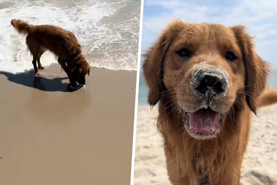 Was Golden Retriever an Strand für Besitzerin tut, will sie nie vergessen