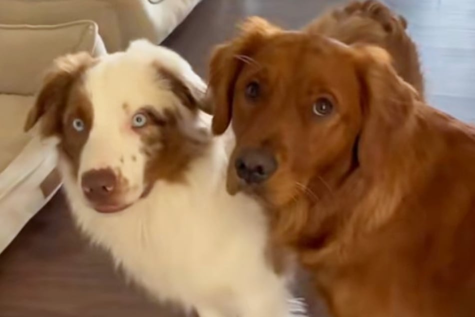 Der gehörlose Australian Shepherd Levi (l.) wird von Golden-Retriever-Dame Maisy im Alltag unterstützt.