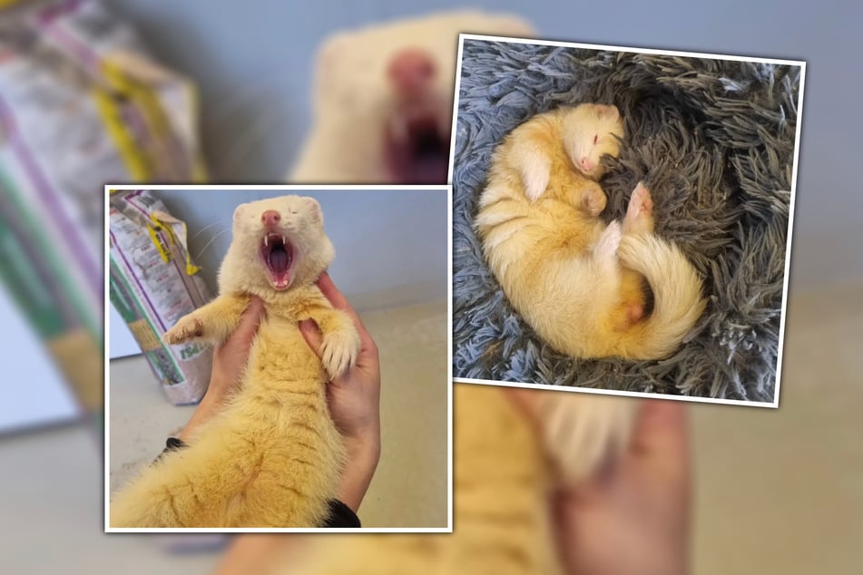 Wie für ein Frettchen typisch sei Fuchur sehr verspielt und aufgeweckt.