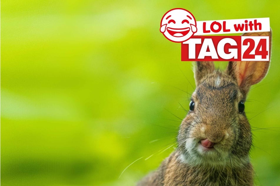 Joke of the Night for July 30, 2025: The best animal jokes to make you smile