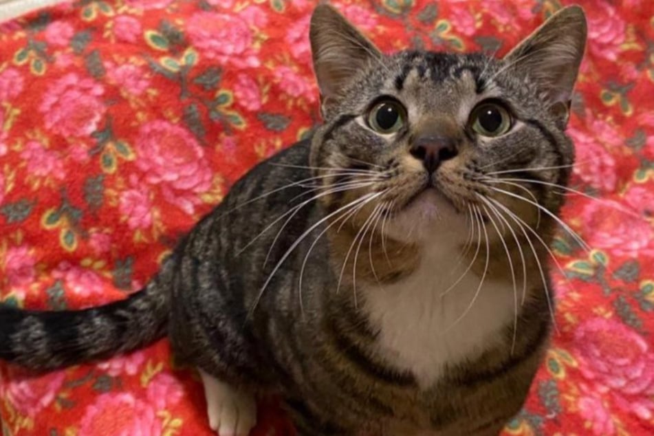 Kater Sheldon sehnt sich nach einem richtigen Zuhause bei liebevollen Besitzern.