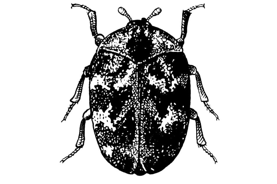 Die Käfer erkennt man an ihren einzigartigen Musterungen.