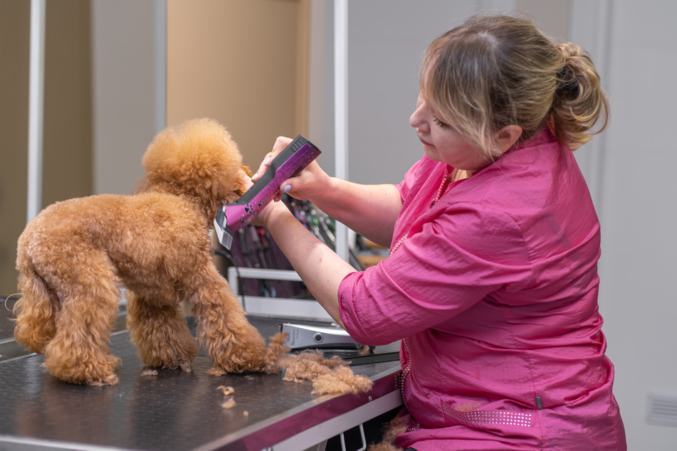 It's best to go to a groomer or veterinarian to have your dog's matted hair shaved.