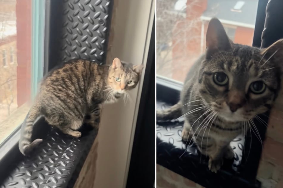 Podvodně pravé: Tento trik přiměje kočku žadonit o více pohlazení.