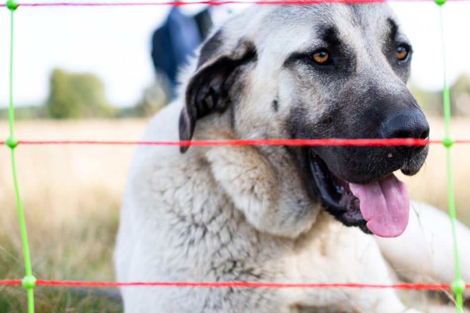 Supermarkt-Besuch endet im Albtraum: Bewaffneter Mann hetzt Hund auf Kunden