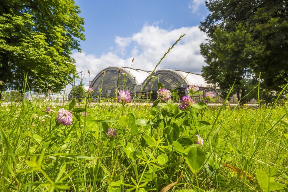 220.535 Euro Miete für drei Jahre - oder doch nur 59.160 Euro für denselben Zeitraum: Die Bahn will diesen kleinen Park in eine Baustelleneinrichtung verwandeln.