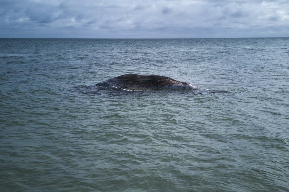 Der Kadaver des Wals strandete am vergangenen Freitag vor der dänischen Insel Anholt.