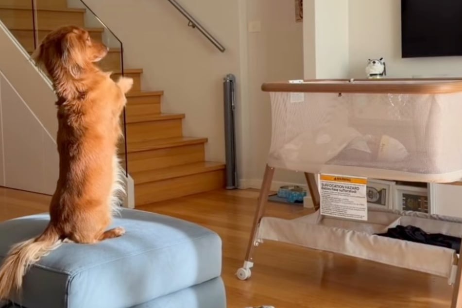 Mega-süße Geste: Dackel Tofu winkt dem Baby quasi zu.