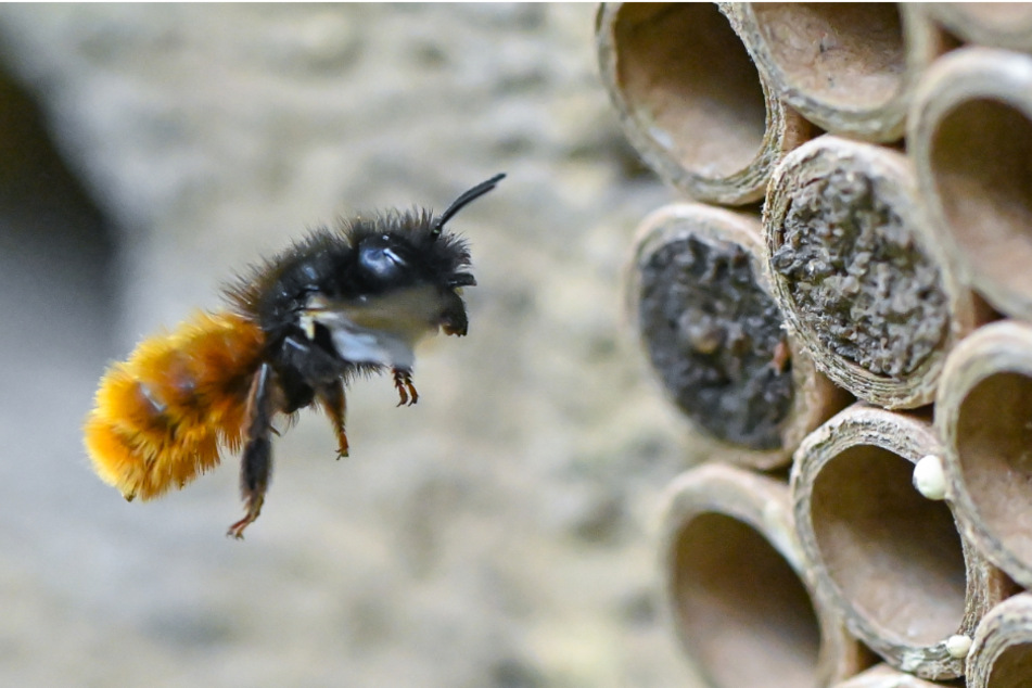 Diese Biene fliegt auf spezielle Brutröhrchen zu. Biologen fordern, dass Wildbienen stärker geschützt werden sollten.