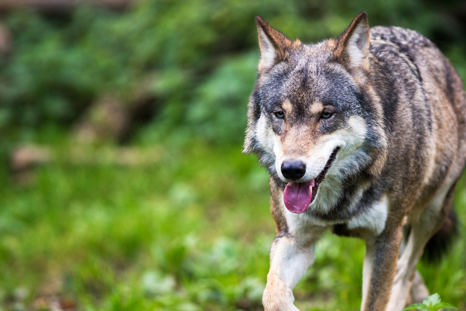 Wölfe: Wolfs-Rüde streift durch Hessen: Wird er auf sesshaftes Weibchen treffen?