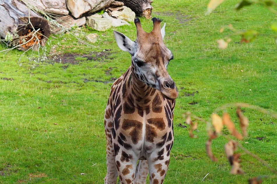 Traurig: Rothschildgiraffe Sipiwe (6) hat ihr Baby tot geboren. (Archivbild)