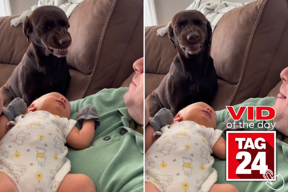 Today's Viral Video of the Day features a jealous dog expressing her frustrations over not getting the attention she deserves.