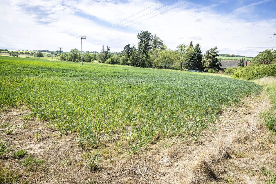 Auf einem Feld in Dohna wurde eine giftige Chemikalie versprüht.