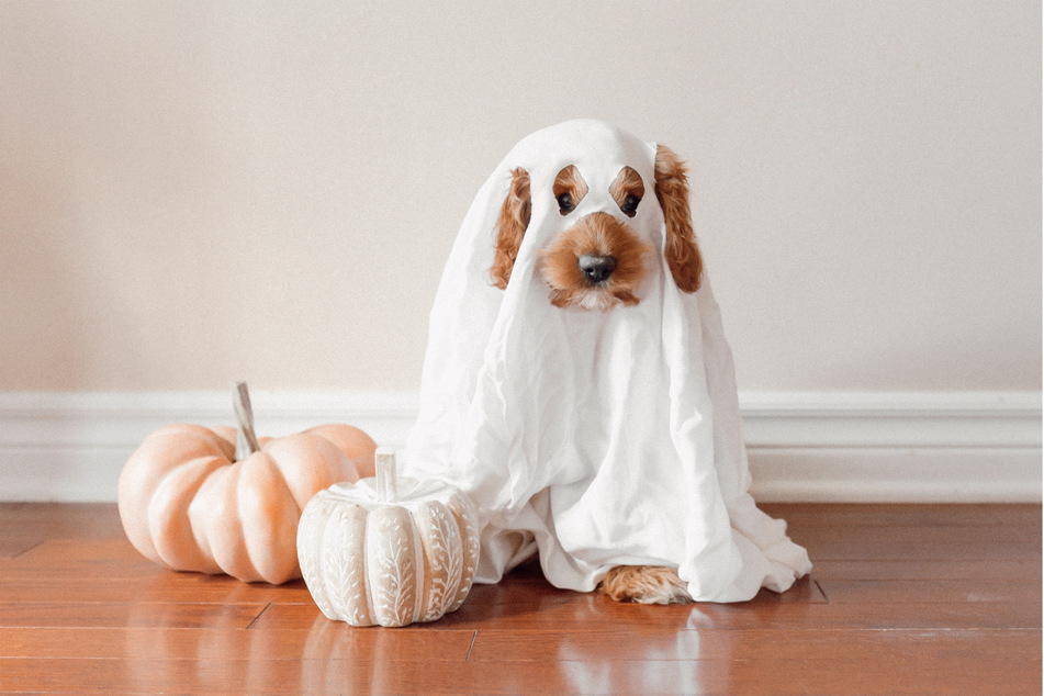 Be careful about pet costumes, as they can be very dangerous.