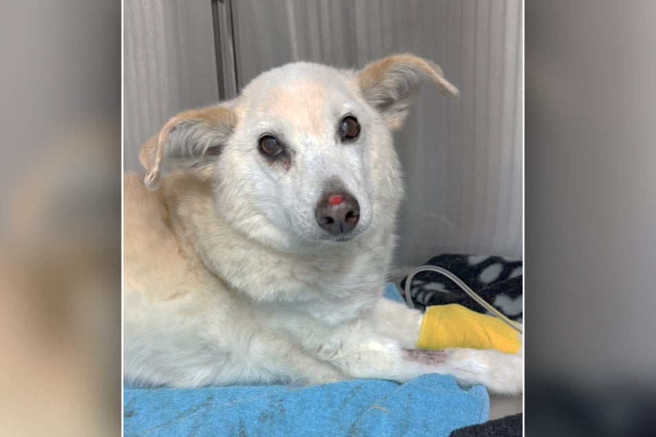 Daisy ist 13 Jahre und sucht noch einmal das Paradies auf Erden.