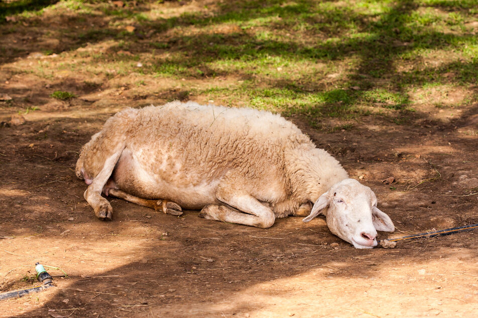 Das Schaf wurde erst gestohlen und dann getötet. (Symbolbild)
