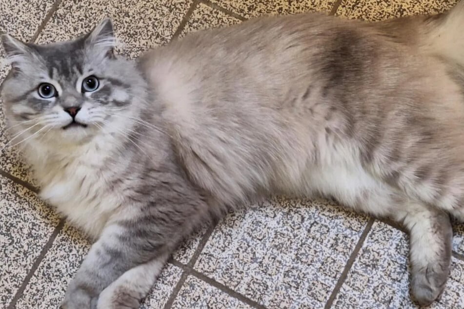 Der Vierbeiner sucht nach Menschen, die Erfahrung mit und Verständnis für schwierige Katzen haben.