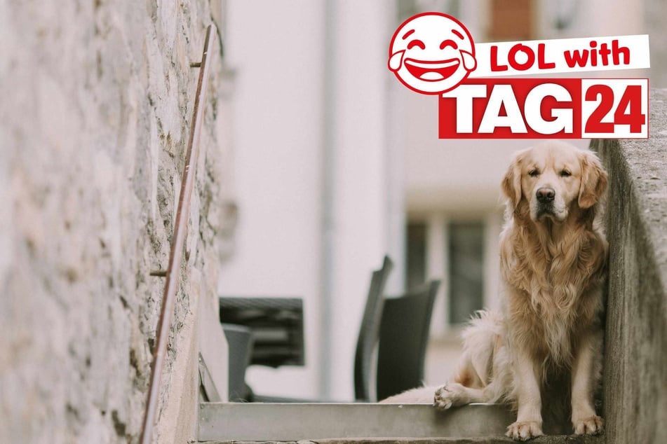 Joke of the Day for November 7, 2025: A doggone silly to make you smile.