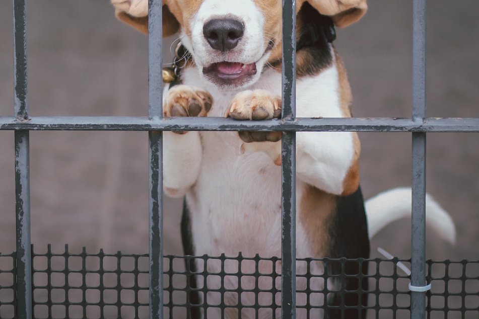 Die geretteten Hunde und anderen Tiere wurden auf mehrere Tierheime im Umland verteilt. (Symbolbild)