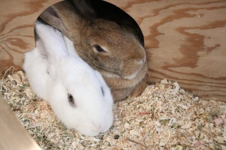 Die beiden Kaninchendamen kuscheln sehr gern miteinander.