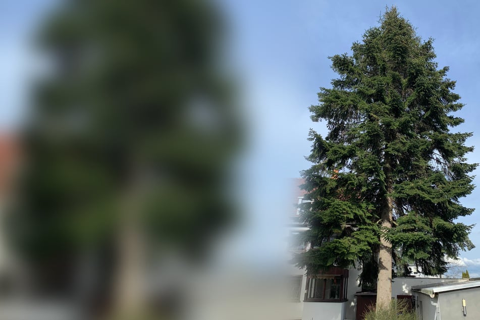 Dresden: Diesjährige Striezeltanne ist ein Japaner: Wo sie derzeit noch steht