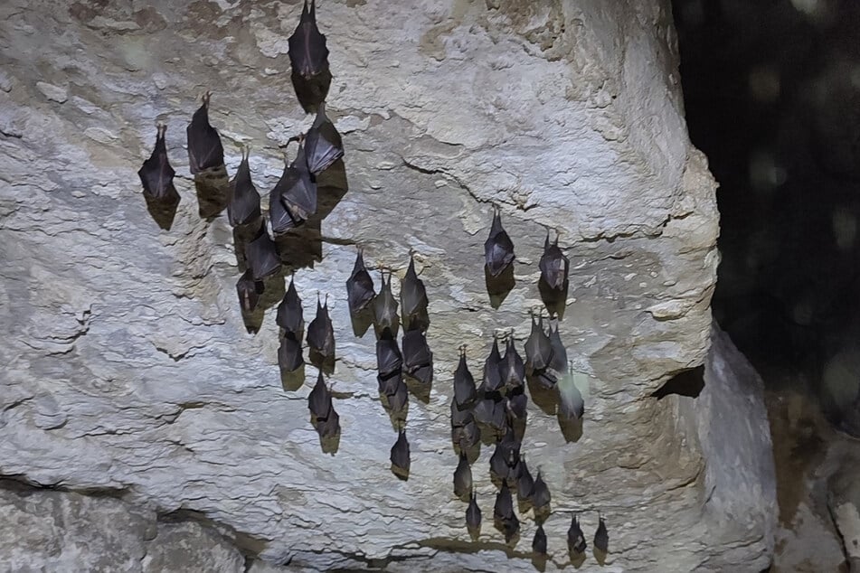 Überwinterungsquartier der Kleinen Hufeisennase entdeckt: In der Höhle befanden sich insgesamt 65 Tiere dieser Fledermausart.